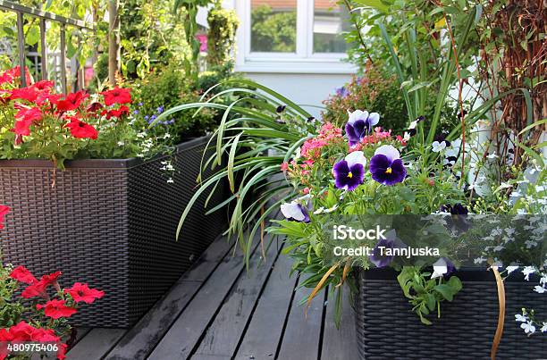 Beautiful Modern Terrace With Mix Of Summer Flowers Stock Photo - Download Image Now