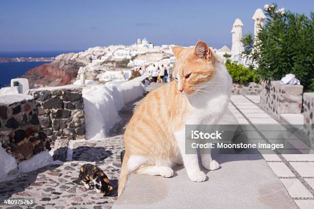 Stray Cat In Santorini Greece Stock Photo - Download Image Now - Alertness, Animal, Animal Behavior