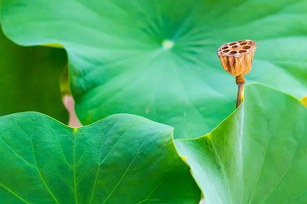 Photo of old bunch of lotus pods on green leaves