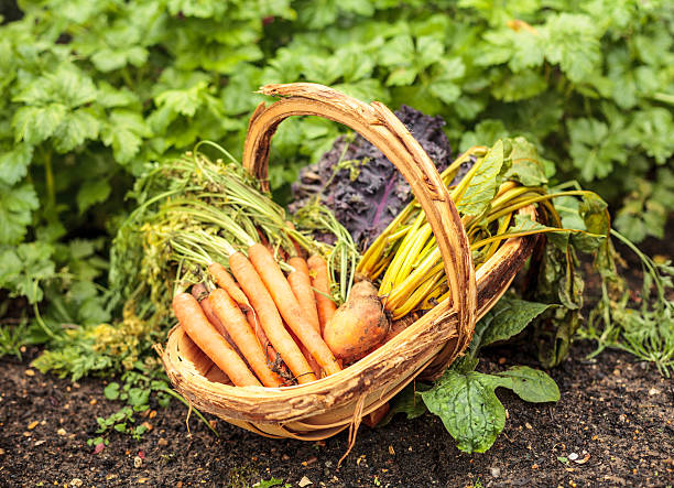 istock basket with garden-fresh carrots and vegetables - self-supply concept 480975875