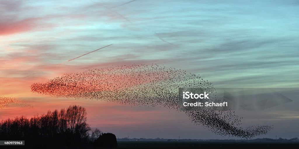 The Murmurations of Starlings Flight of the starlings in evening light Flock Of Birds Stock Photo