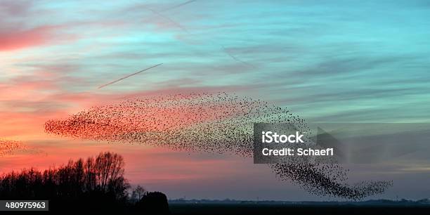 The Murmurations Of Starlings Stock Photo - Download Image Now - Flock Of Birds, Starling, Bird