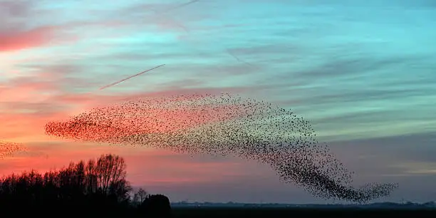 Flight of the starlings in evening light