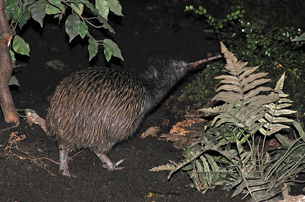 kiwi em bush - australis imagens e fotografias de stock