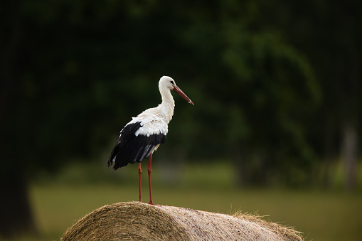 White stork stands on hay roll against dark background