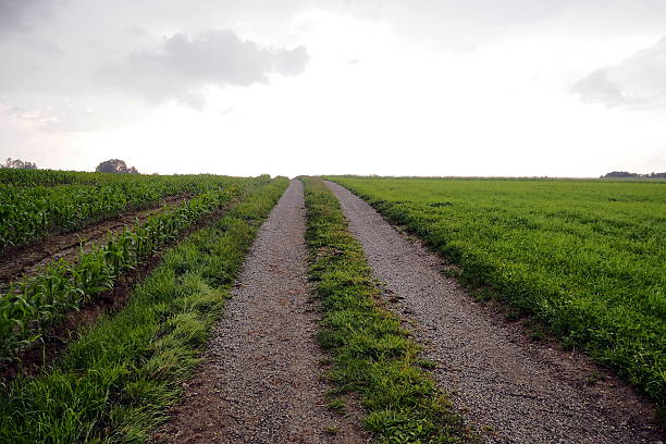 Along the fields A rough agricultural cart road along sprouting corn fields and meadows, up the slope, towards the horizon. Photograph taken in late June, near Markt Wald, Bavaria. kultivieren stock pictures, royalty-free photos & images