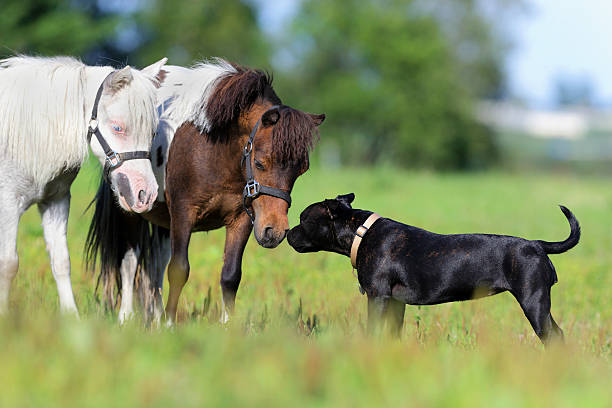 istock Ponies and dog in field 480977413