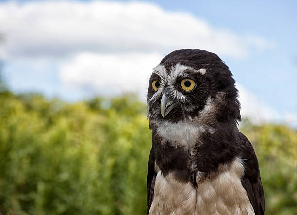 Spectacled Owl close up head and shoulders image of a spectacled owl.  Summer grasses and blue sky in the background. spectacled owls (pulsatrix perspicillata) stock pictures, royalty-free photos & images