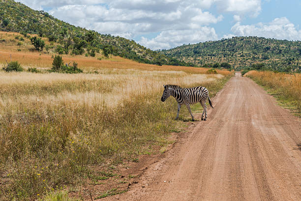 zèbre. parc national du pilanesberg. l'afrique du sud. le 29 mars 2015 - pilanesberg national park photos photos et images de collection