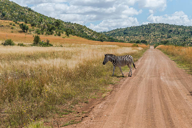 под зебру. национальный парк pilanesberg. южная африка. 29 марта 2015 г. - pilanesberg national park фотографии стоковые фото и изображения