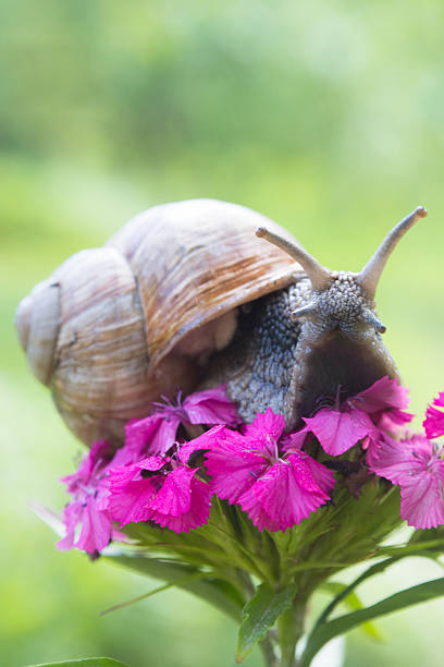 улитка на цветок в летний сад - snail slimy boredom cute стоковые фото и изображения