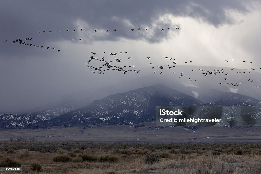 Sandhill Cranes fly past stormy Colorado Rocky Mountains Sandhill Cranes fly in formation past storm clouds and the snow covered San Juan Mountains in the Monte Vista National Wildlife Refuge in Colorado's San Luis Valley at a time when 23,000 to 27,000 cranes migrate through the state. Animal Migration Stock Photo