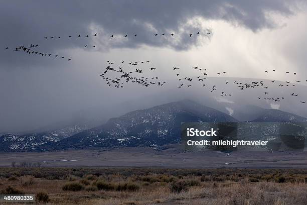 Sandhill Cranes Fly Past Stormy Colorado Rocky Mountains Stock Photo - Download Image Now
