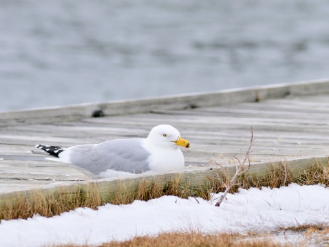 The American Herring Gull, Larus smithsonianus, probably is wet enough so stays on the dry boardwalk. It look as if it is cold, and it really is