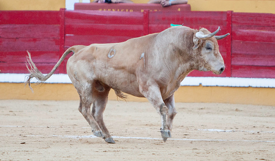 Bullfighter  greeting in the bullring