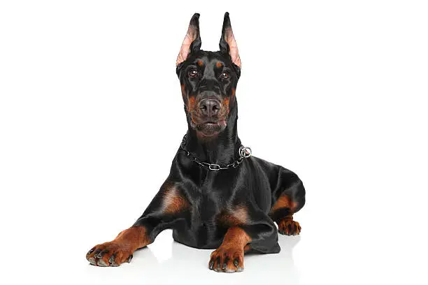 Young Doberman pinscher lying down in front of white background
