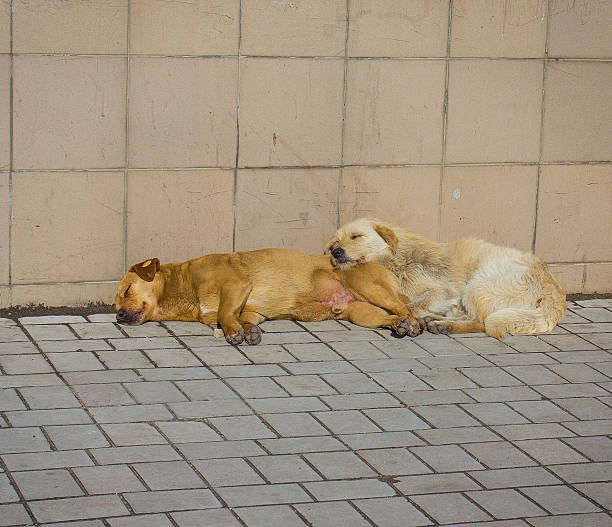 istock Stray dogs bask in the sun 480981302