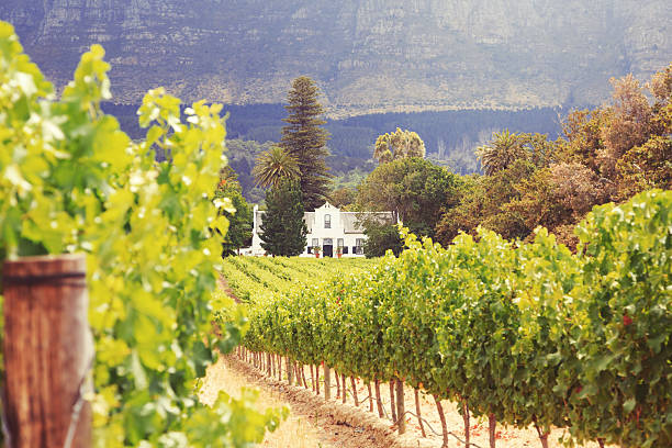 stellenbosch ブドウ園、ケープタウン - south africa cape town winelands constantia ストックフォトと画像