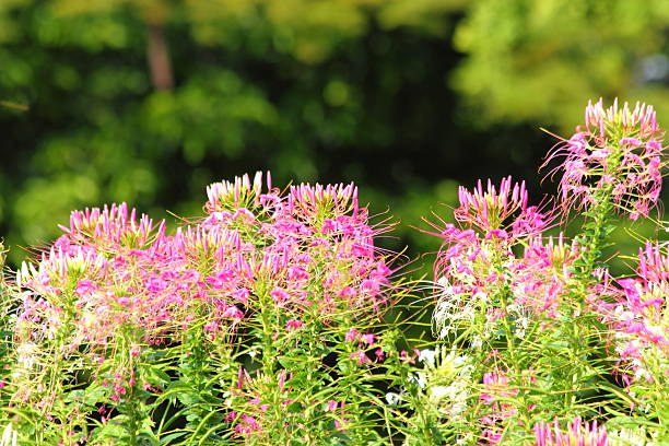 istock Flower gardens in Thailand 480982295