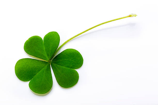 Clover white background This photo was shot with a Canon EOS 5D Mark III and L-series lens. shamrock stock pictures, royalty-free photos & images