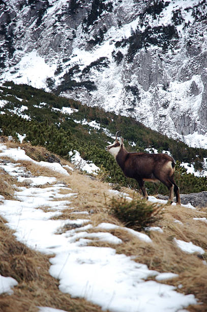 istock Goat-antelope in Tatra Mountains (Poland) 480982989