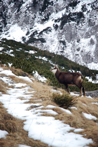The chamois (Rupicapra rupicapra) is a goat-antelope species native to mountains in Europe