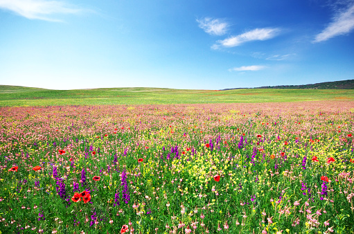 A field of wildflowers, with wild poppies standing out among the other flowers. The image captures the natural beauty of the flowers and the tranquility of the moment.