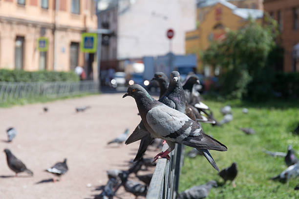 istock pigeons on the street 480985290