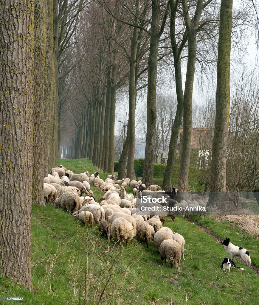 Sheepdogs e se reúnem na Bélgica - Foto de stock de Arrebanhar royalty-free
