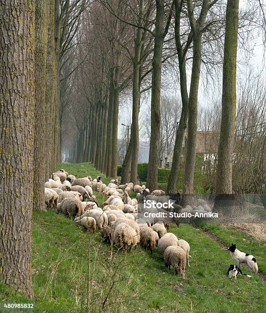 Foto de Sheepdogs E Se Reúnem Na Bélgica e mais fotos de stock de Arrebanhar - Arrebanhar, Collie Border, Cordeiro - Animal