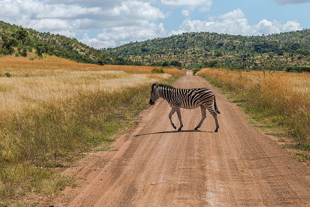 под зебру. национальный парк pilanesberg. южная африка. 29 марта 2015 г. - pilanesberg national park фотографии стоковые фото и изображения