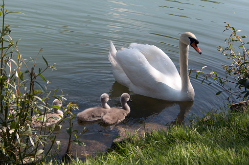 Swan and its offspring swimming in the river