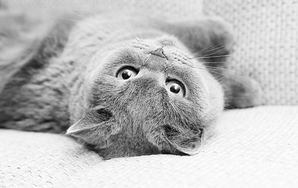 istock Pretty blue British cat with yellow eyes on the couch 480987153