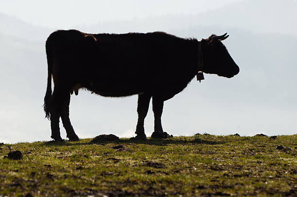 Cow silhouette in a grass field, and moisture in the background