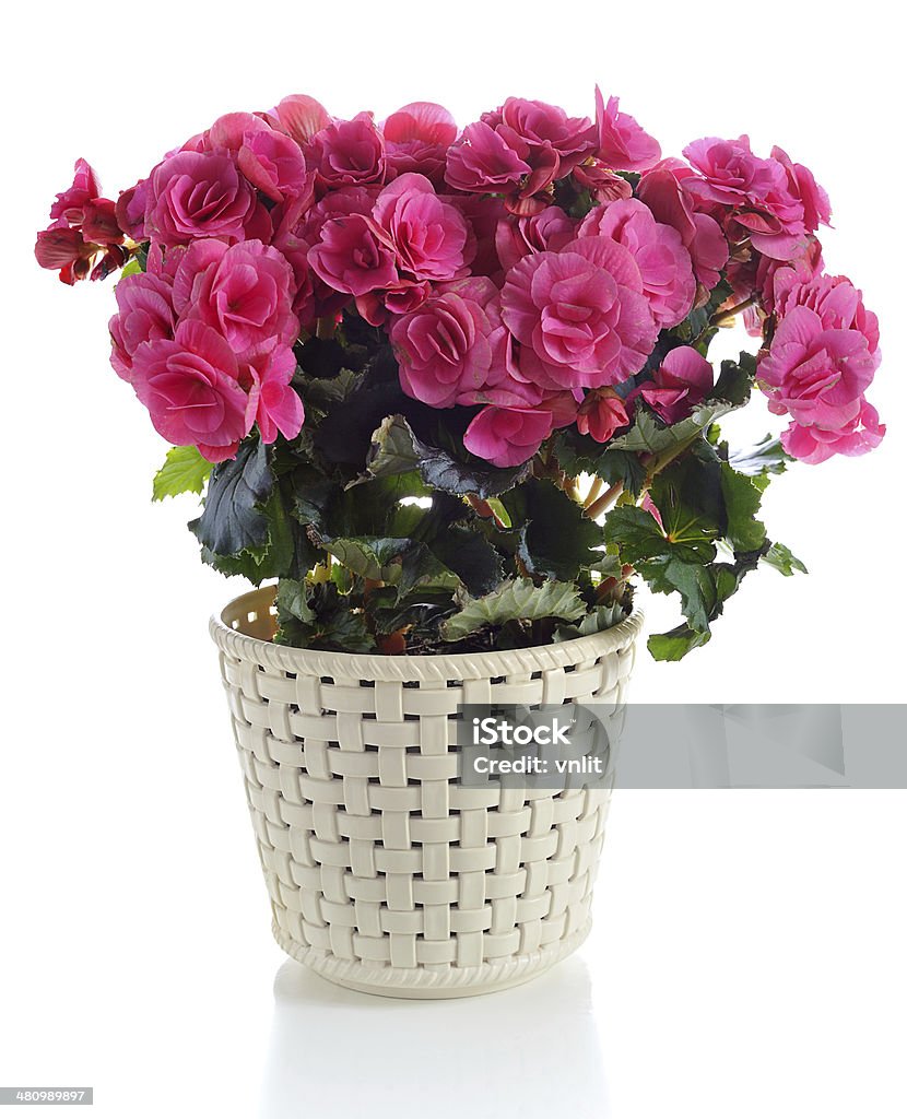Begonia In Pot Stock Photo - Image Now Begonia, White Background, Beauty -
