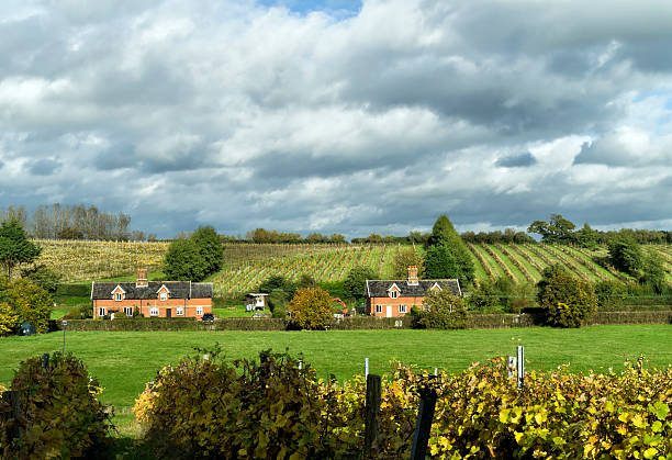 サフォークのブドウ園とコテージ - suffolk east anglia rural scene non urban scene ストックフォトと画像