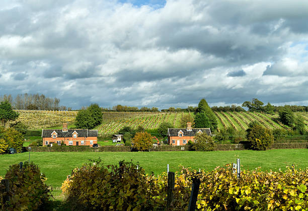 Suffolk vineyards and cottages Vineyards and traditional cottages in the countryside near Shotley, in Suffolk, Eastern England, on a sunny autumn day. suffolk england stock pictures, royalty-free photos & images