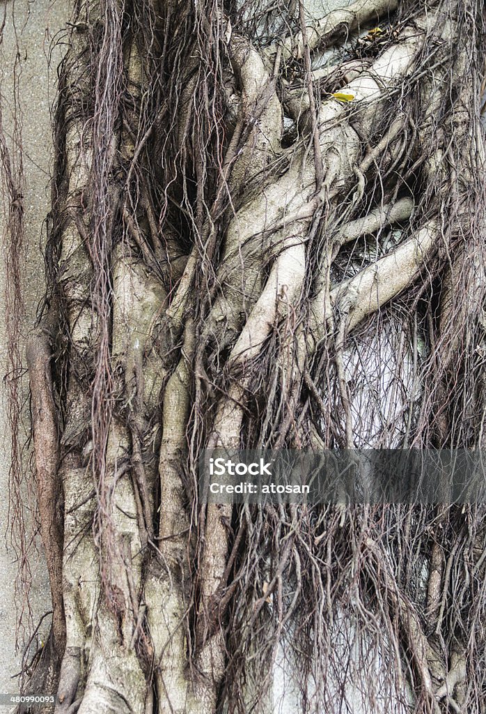 Banyan korzenie - Zbiór zdjęć royalty-free (Drzewo)