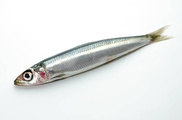 istock Pacific Round Herring-Etrumeus teres 480990671