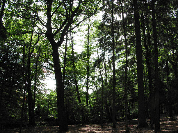 istock trees and plants in Hamburg, Germany 480991151