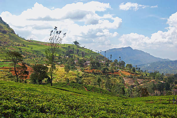 istock Tea plantation landscape in Sri Lanka 480991955
