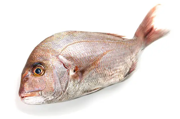 Red Seabream-Pagrus major, on white background..