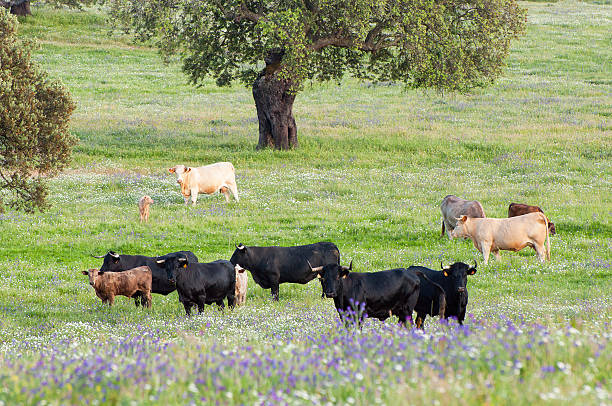 istock Cows in the meadows. Extremadura, Spain 480992117