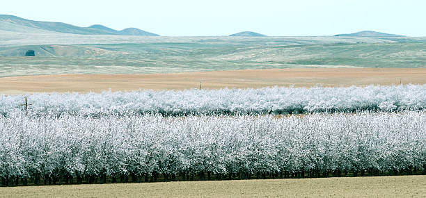 アーモンドの果樹園をサン・ホアキンバレーのカリフォルニア - san joaquin valley ストックフォトと画像