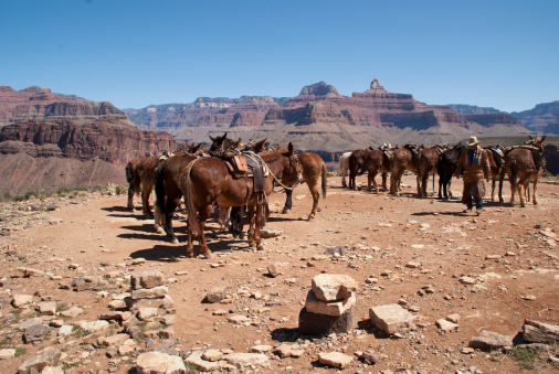 A group of Grand Canyon Mules Resting after taking a group of travelers to the bottom