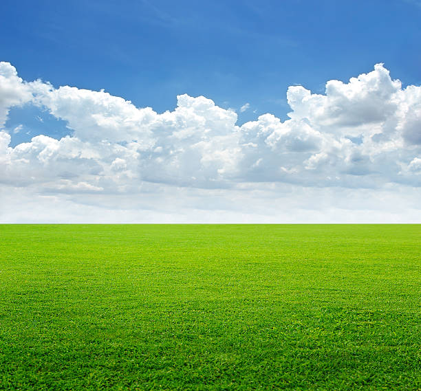 istock lush grass field and blue sky background, soft focus 480993990