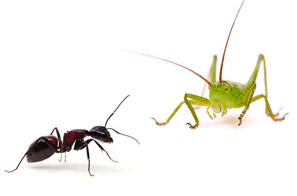 Photo of The Ant and the Grasshopper