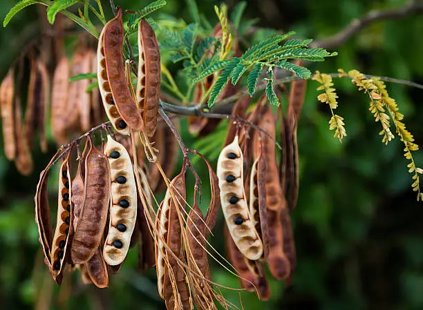 Acacia Koa black seeds hanging and dry so that the black seed fall out.