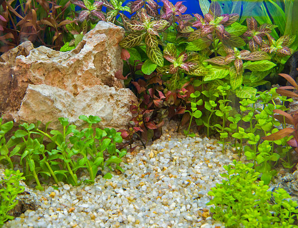 Aquatic plants in tropical A green beautiful planted tropical freshwater aquarium gold fish tank stock pictures, royalty-free photos & images