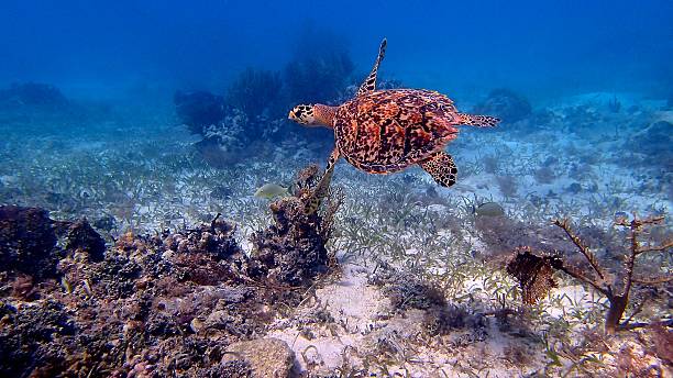 Swimming sea turtle stock photo